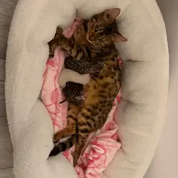 ✨ Exceptional Pure TICA Reg Bengal Kittens ✨