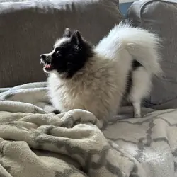Female Pomeranian