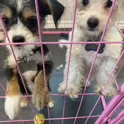 Puppies