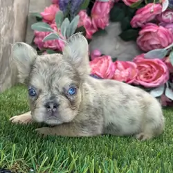 Clara Is Ready for Her Forever Home 🐾💕