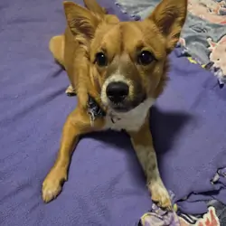 Small mixed breed girl