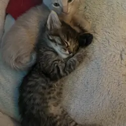 Kittens