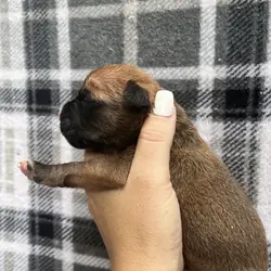 Cutie