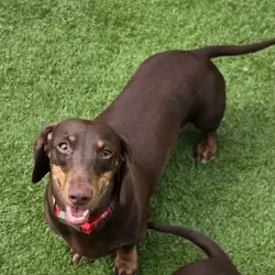 STUNNING MINIATURE DACHSHUND