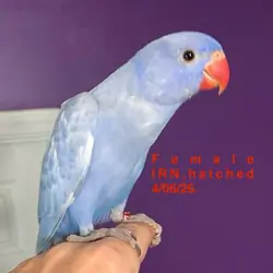 Indian ringneck