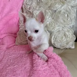 Cute Chihuahua puppy