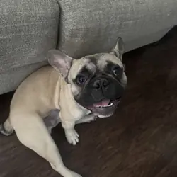 French bulldog