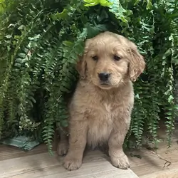 Golden Retriever Female Puppy