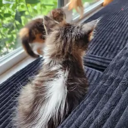 Skunk stripe tuxedo tabby