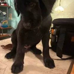 Lab Mix Boxer Poodle Puppy