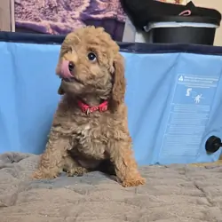 mini goldendoodle