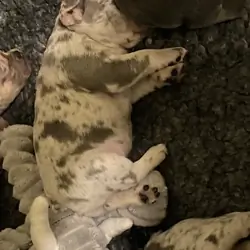 Frenchy puppies