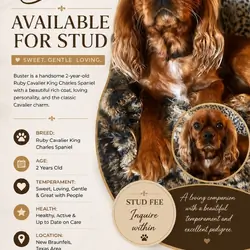 Stud Dog