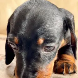 Miniature Dachshund