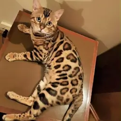 Bengal kittens
