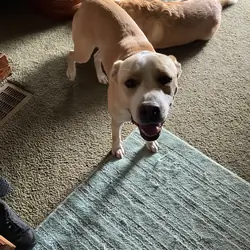 pitt maybe mix dog