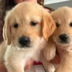 Gorgeous goldens