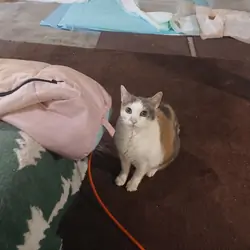 Rehome a cat