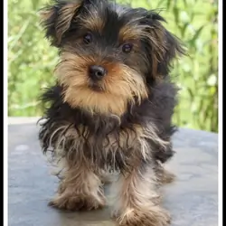 Hunter Male Yorkshire Terrier