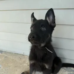 German Shepherd Puppies