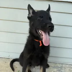 German Shepherd Puppy