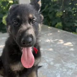 Shepherd puppy
