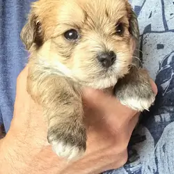 Shichon Pomapoo