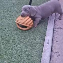 Miniature dachshund