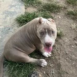 ABR American Bully