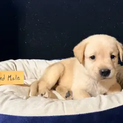 AKC Labrador Retriever Puppies