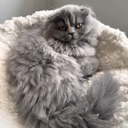 Scottish Fold Long Hair