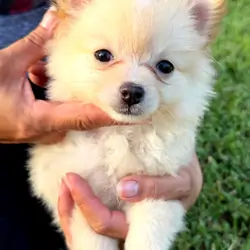 Pomeranian puppies