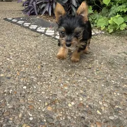 Adorable female yorkie puppies
