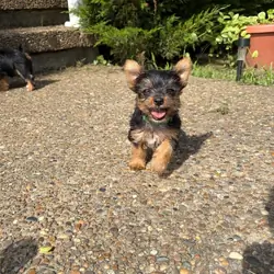Adorable Yorkie Puppy