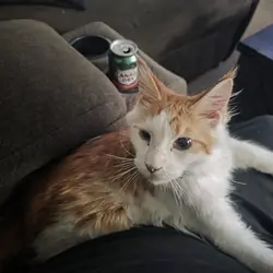 Maine coon cats