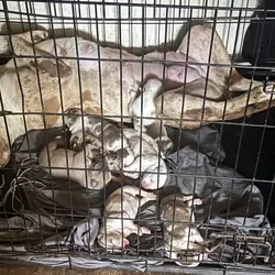Pit puppies