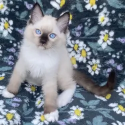 Seal Point and Mitted Ragdoll Kittens