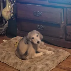 Puppies