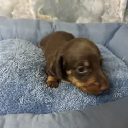 dachshund puppies born 6/25