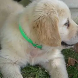 Golden retriever needing a loving home