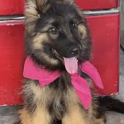 German shepherd female