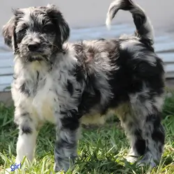 aussiedoodle pups