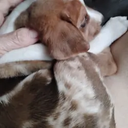 Puppy - Brindle male 9 weeks old