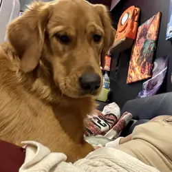 Golden retriever (1yr)
