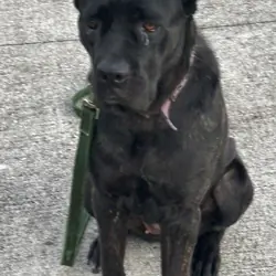 AKC registered Cane Corso female 19 months $700