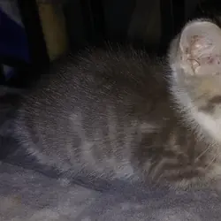 10 w/o Kittens