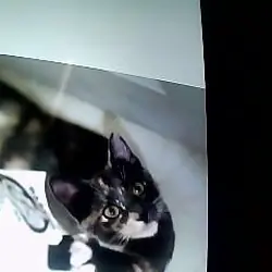 kittens