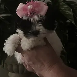 Shihtzu maltipoo
