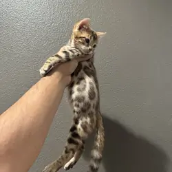 Bengal kitten