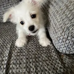 Pomeranian mix puppy